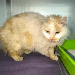 Kot do adopcji, Racławice, 24 marca 2026