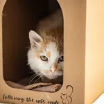 Kot do adopcji, Racławice, 24 marca 2026