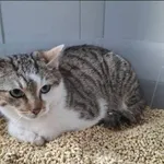 Znaleziono kota, Grudziądz, 26 marca 2026