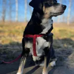 Oddam psa, Warszawa, 28 marca 2026