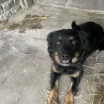 Pies do adopcji, Zgierz, 27 marca 2026