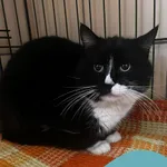 Znaleziono kota, Gdynia, 18 marca 2026