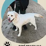 Znaleziono psa, Dąbrówka, 26 marca 2026