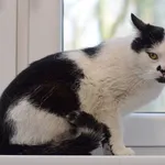 Kocurek poz. 26/088/K