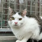 Kot do adopcji, Bydgoszcz, 3 maja 2026