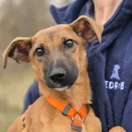 Oddam psa, Warszawa, 29 marca 2026