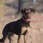 Suczka poz. 26/0144 w DT z opcją DS