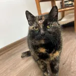 Kot do adopcji, Głowno, 29 marca 2026