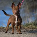 Znaleziono psa, Toruń, 1 marca 2026