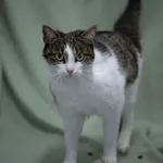 Znaleziono kota, Sosnowiec, 19 marca 2026