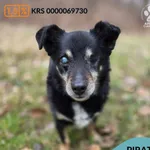 Pies do adopcji, Gdynia, 29 marca 2026