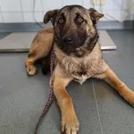 Znaleziono psa, Lublin, 28 marca 2026