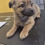 Znaleziono psa, Grudziądz, 28 marca 2026