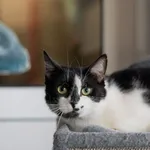 Kot do adopcji, Zgierz, 28 marca 2026