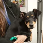 Znaleziono psa, Bydgoszcz, 28 marca 2026