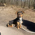 Pies do adopcji, gmina Platerówka, 30 marca 2026