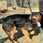 Pies do adopcji, Przyborówko, 30 marca 2026