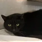 Znaleziono kota, Olsztyn, 29 marca 2026