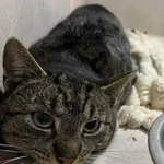 Znaleziono kota, Sosnowiec, 27 marca 2026