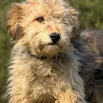 Pies do adopcji, Pieczyska, 30 marca 2026