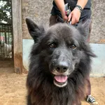 Pies do adopcji, Przyborówko, 30 marca 2026