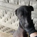 Pies do adopcji, Zgierz, 30 marca 2026