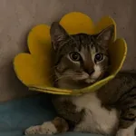 Znaleziono kota, Sosnowiec, 18 marca 2026