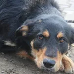 Pies do adopcji, Nowy Dwór Mazowiecki, 30 marca 2026