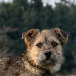 Pies do adopcji, Pieczyska, 30 marca 2026