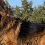 Pies do adopcji, Pieczyska, 30 marca 2026