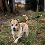 Pies do adopcji, Dłużyna Górna, 30 marca 2026