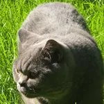 Zaginął kot, Józefosław, 30 marca 2026