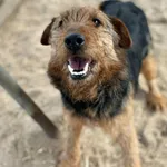 Pies do adopcji, Przyborówko, 30 marca 2026