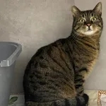 Znaleziono kota, Sosnowiec, 27 marca 2026