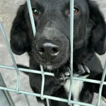 Pies do adopcji, Przyborówko, 30 marca 2026