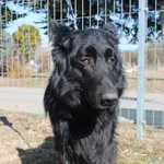 Pies do adopcji, Grudziądz, 6 marca 2026