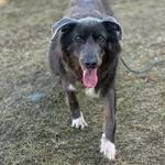 Pies do adopcji, Żywiec, 29 marca 2026