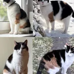 Zaginął kot, Wrocław, 30 marca 2026