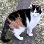 Zaginął kot, Wrocław, 14 kwietnia 2026