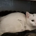 Znaleziono kota, Olsztyn, 28 marca 2026