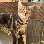 Zaginął kot, Poznań, 30 marca 2026