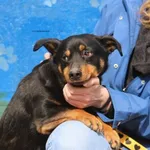 Pies do adopcji, Nowy Dwór Mazowiecki, 31 marca 2026