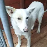 Pies do adopcji, Rytlów, 30 marca 2026