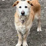 Pies do adopcji, Bydgoszcz, 24 lutego 2026