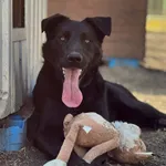 Pies do adopcji, Bydgoszcz, 31 marca 2026