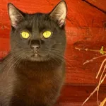 Kot do adopcji, Pieczyska, 30 marca 2026