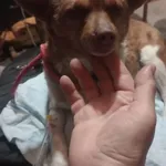 Pies do adopcji, Rytlów, 30 marca 2026