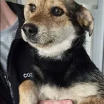 Znaleziono psa, Grudziądz, 31 marca 2026