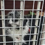 Pies do adopcji, Gorzów Wielkopolski, 27 marca 2026