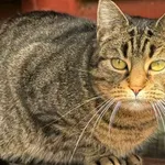 Kot do adopcji, Pieczyska, 30 marca 2026